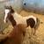 Mini horse stud colt 4 thumbnail