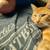 Lost cat 1 thumbnail