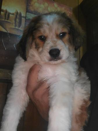 Retriever/ Hound puppies63882831140611121