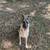 Full blooded not papered German shepherd puppies 3 thumbnail