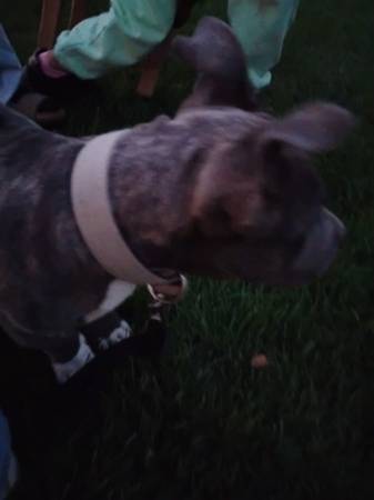 Pitbull bully (Quincy)63761970878723123