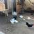 Pigeons 1 thumbnail