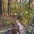 Tree Removal & Clean Up – Call/Text 857-346-6817 12 thumbnail