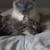 Lost cat 1000.00 reward 10 thumbnail
