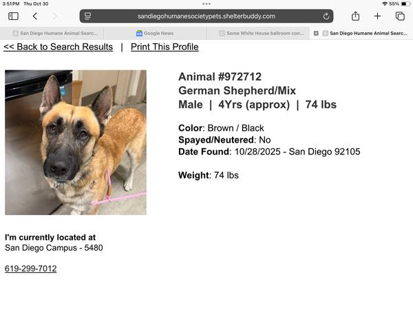 German Shepherd mix, now at SDHUMANE.ORG 1