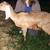 Goats various sizes for sale 3 thumbnail