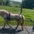 Mini mare 1 thumbnail