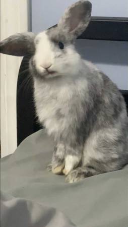 Bunny rabbit rehoming (Briarwood)63690261259265123