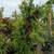 Pomegranate Tree 8 thumbnail