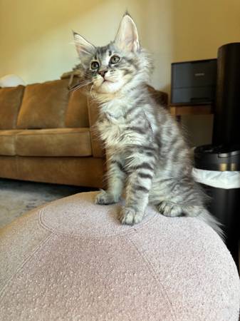 Mainecoon Kitten (napa county)63869605837313120