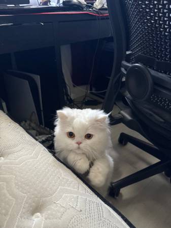 Beautiful White Persian Male – Sweet, Loving, and Looking for a Home63658975936513121