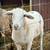Katahdin Ewe Lambs 3 thumbnail