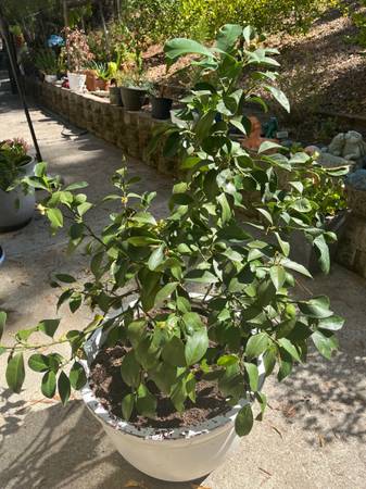 Fruit Tree Improved Meyer lemon 1