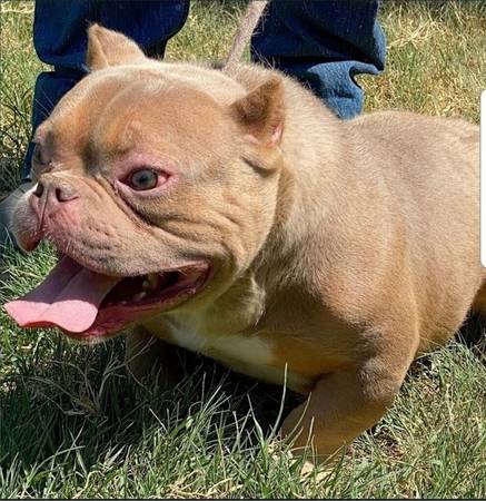 LILLAC FEMALE ADULT BULLY REHOME 1