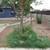 AFFORDABLE LANDSCAPING*TREE REMOVAL/BOB CAT AND DUMP 3 thumbnail