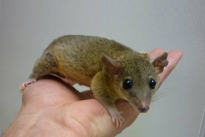 Male short-tailed pygmy opossum. Less than year old. (Austin) (Austin)64024397040385121