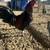 Rooster for sale 3 thumbnail