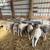 Polypay Ram Lambs 2 thumbnail
