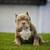 American Bully 1 thumbnail