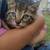 Kittens 1 thumbnail
