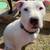 Bull dog puppy 3 thumbnail