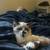 MISSING CAT (Pluto) HELP 7 thumbnail
