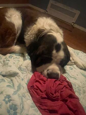 Rehoming saint bernard 1
