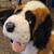 Kids of America 13" St Bernard plush stuffie 3 thumbnail