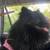 3 Year Old Dog - Pomeranian $800 OBO 1 thumbnail