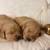 Golden Retriever 1 thumbnail