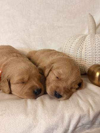 Golden Retriever 1