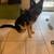Rehoming German Shepherd/ Husky 7 thumbnail