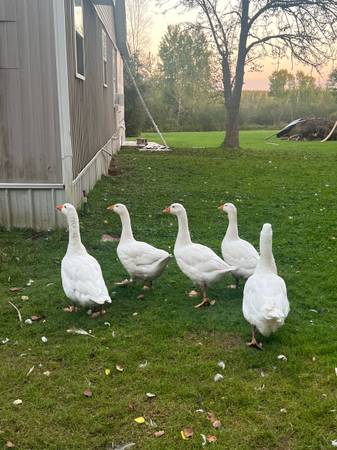Young Purebred Emden Geese 1