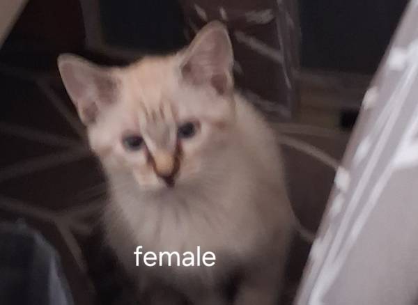 Free Kittens (vancouver, wa)63842373764995122