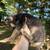 Full blooded not papered German shepherd puppies 21 thumbnail