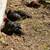 Looking for Chickens 2 thumbnail