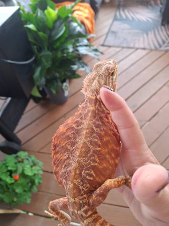 High red leatherback bearded dragon 1