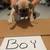 Puppy adoption last day 7 thumbnail