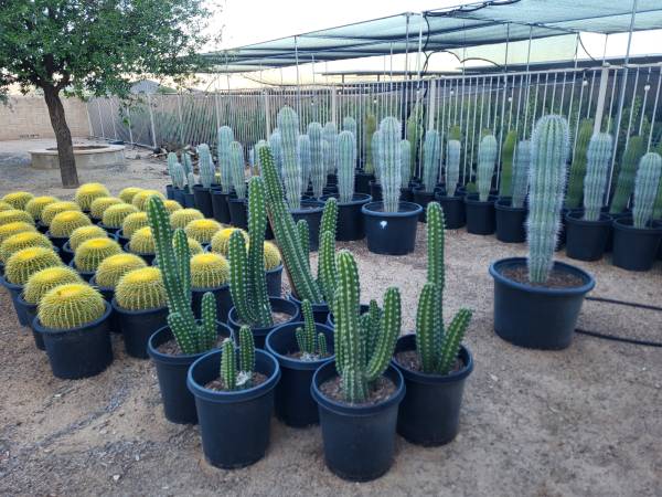 cactus clearance sale 1