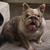 Exotic bully 2 thumbnail