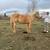 4 YO Gelding 1 thumbnail