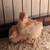 6 Bovan Brown pullets 1 thumbnail