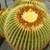 Golden barrels cactus 1 thumbnail