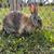 Rex and lop bunnies 2 thumbnail