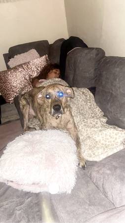 Dálmata / Pitt buscando un hogar para siempre (Sharpsville)63661209629059123