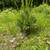White Pine Balsam Trees 11 thumbnail