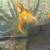 Koi fish big size great price 6 thumbnail