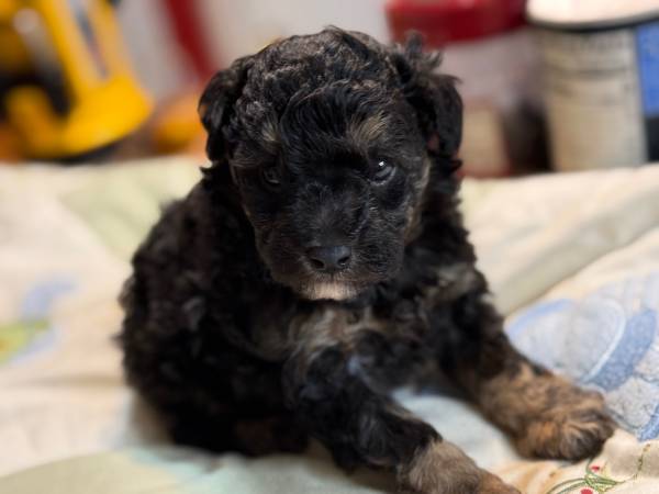 Toy poodle pup (Lucedale)63920390694658121