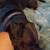 URGENT RE-HOME NEEDED 12 thumbnail