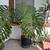 various trees and plants for sale 6 thumbnail